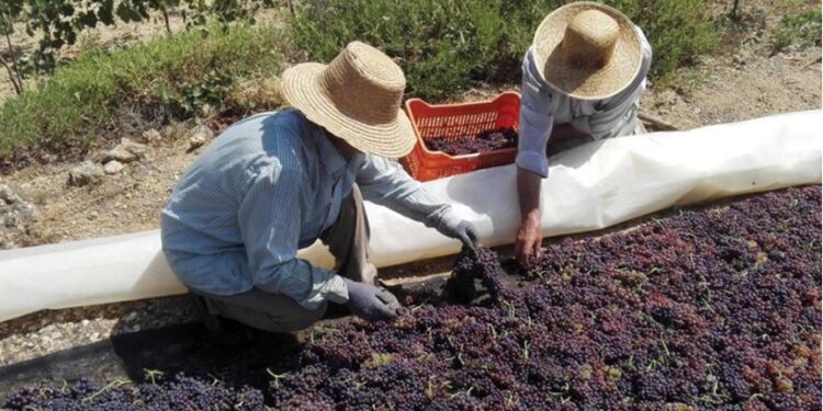 Θα τρυγήσουν με την τιμή να αγνοείται….