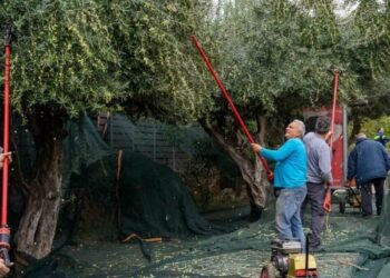 Με … GPS στις ελιές αντιμετωπίζουν τις κλοπές στο Ηράκλειο Κρήτης