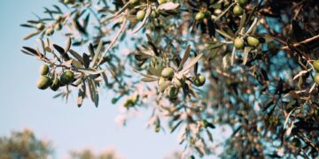 Κλάδεμα ελιάς: Θεμελιώδεις αρχές και πρακτική εφαρμογή