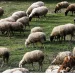 Υπουργείο Αγροτικής Ανάπτυξης: Σε λειτουργία η πλατφόρμα για τους ηλεκτρονικούς βώλους στα αιγοπρόβατα